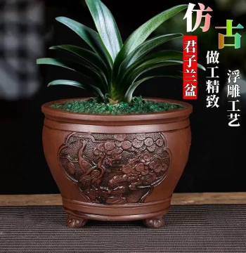 Best-Selling Large Zisha Flower Pot for Clivia - Indoor Bonsai and Potted Plant Container with Extra-Large Chinese Style Design