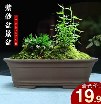 Yixing Zisha Oval Planter for Old Stump Bonsai, Large-Opening Ceramic Pot for Indoor Living Room, Balcony Ficus Trees