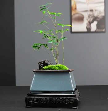 Purple Clay Square Orchid Acorus Flower Green Plant Potted Succulent Bonsai Small Ceramic Special Clearance with Base