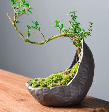 Creative Zisha Flower Pot with Base, Irregular Crescent Moon Pot for Asparagus Fern and Serissa, Living Room Desktop Green Plant Bonsai Planter
