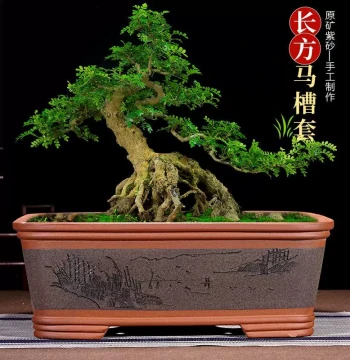 Rectangular Zisha Horse-Trough Bonsai Pot: Large Indoor/Outdoor Courtyard Ceramic Planter for Golden Bullet Trees, Bougainvillea, and Old-Stock Landscaping