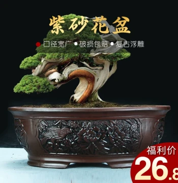 Large Oval Zisha Flower Pot for Ficus Bonsai Old Stump - Clearance Sale on Vintage Relief Ceramic Pots for Flowers and Green Plants