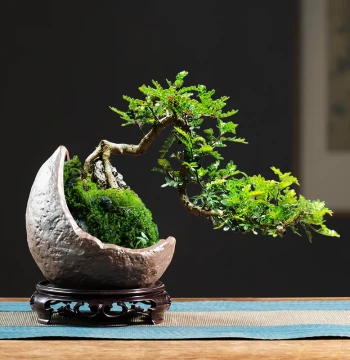 Chinese Style Pepper Wood Bonsai Pot, Specialized Zen Purple Clay Old Stump Green Plant Pot for Home Desktop Landscaping, Small Ornament