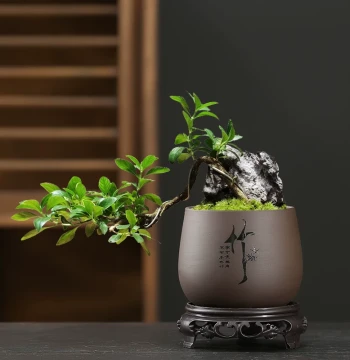 Round Zisha Flower Pot for Orchids, Acorus, Succulents, and Green Plants - Small Ceramic Bonsai Pot with Base, Clearance Sale