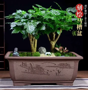 Zisha Flower Pot Rectangular Trough Bonsai Pot Ceramic Large Size Indoor Courtyard Golden Bullet Tree Bougainvillea Old Stump Flower Pot