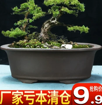 Purple Clay (Zisha) Flower Pot Clearance Sale - Oval Bonsai Pot for Flowers, Tree Stumps, Asparagus Ferns, Succulents; Extra-Large Rectangular Landscape Ceramic Pot