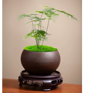 Zisha Flower Pot for Home Use, Succulent Flower Pot, Asparagus Fern Potted Plant, Small Flower Pot, June Snow Bonsai Pot, Ornament with Tray, Special Offer