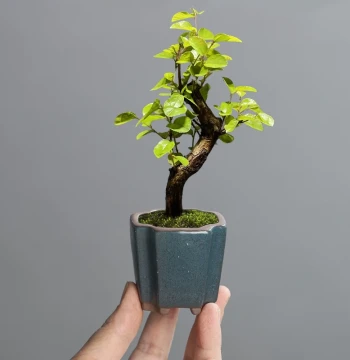 Extra Small Mini Thumb Pot Coarse Pottery Breathable Unique Creative Cute Fingertip Bonsai Control Type Zisha Succulent Pot