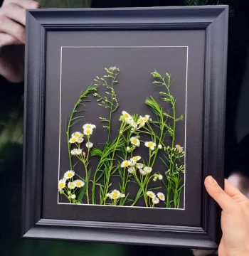 Plant Specimen Frame Paper-Cut Art Frame Mounting Self-Assembly Large Size DIY Handmade Cultural Creative Pressed Flower Wall Display Frame