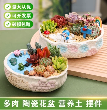 Succulent Plant Combination Potted Set Ceramic Pot Landscaping Small Ornament Creative Micro-Landscape DIY Handmade Material Kit