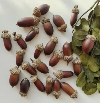 Forest Style Natural Large Acorn Large Acorn Decoration Handmade Dried Flower Hanging Ornament Festival Scenery Kindergarten Environment Creation Ornament