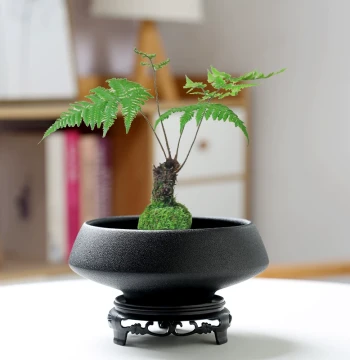 [New Customer Discount] Popular Moss Ball Ceramic Flower Pot, Chinese Matte Desktop Ornament for Hydroponic Rice Bamboo and Acorus