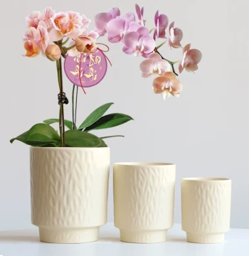 New Ceramic Flower Pot Tall with Tray Phalaenopsis Oncidium Snake Plant Spider Plant Pothos Green Plant Potted Clearance