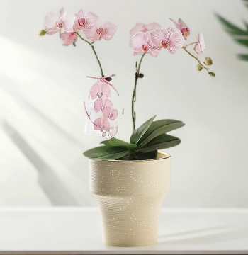 Nordic Style Flower Pot Ceramic High-Foot Artistic Household Phalaenopsis Special Orchid Small Flower Pot Durable Living Room Balcony Planting