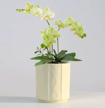 Ceramic Flower Pot, Nordic Ins Style Minimalist Home Use with Saucer, Specialized for Phalaenopsis, Spider Plant, Succulents, Clearance Sale