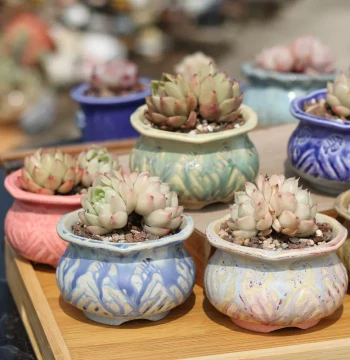 New Succulent Planter with Seal Carving and Cloth Bag Rim, Cluster-Control Pot for Desktop, Kiln-Changed Flowing Glaze Rough Pottery