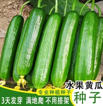 Fruit Cucumber Seeds High Yield Raw Eating Dry Cucumber Spring Autumn Small Garden Balcony Four-Season Vegetable Seeds New Variety
