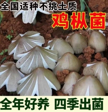 Termite Mushroom Grow Kit - High-Yield Ant Nest Fungus, Umbrella Mushrooms, San Ta Jun, Summer Solstice Mushrooms - All-Season Cultivation