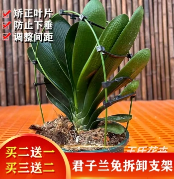 Clivia Specialized Shaping Correction Fixer to Prevent Asymmetric Growth Leaf Spacing Adjuster Flower Stand