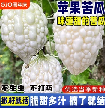 Apple Bitter Melon Seeds Sweet Crispy Fruit Bitter Melon Spring All-Season Vegetable Seeds Collection Taiwan Apple Bitter Melon