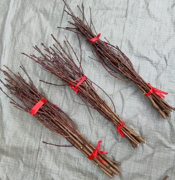 Traditional Peach Wood Branches for Home Protection - Wild Peach Twigs to Soothe Frightened Babies and Pregnant Women, Suitable for Vases