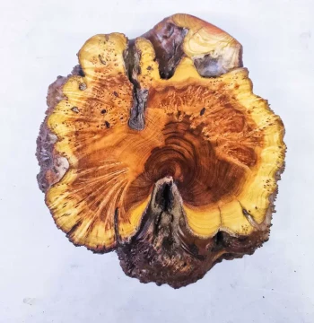 Myrica Root Thuja Raw Wood Root Carving Ornament Base, Teapot Coaster, Slingshot, Bracelet, Handheld Piece Raw Material