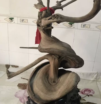 Taihang Thuja Raw Material, Aged Red-and-White Burl Premium Shaping Stock for Handheld Pieces, Display Items, and Root Carving, Free Shipping
