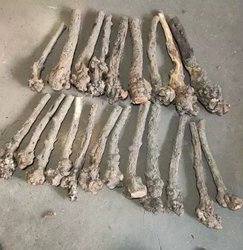 Fire Agate Raw Material, Natural Root Carving Wood, Back Massager Hammer, Slingshot, Pear-Shaped Burl Handpiece, Wooden Stick, Slingshot Tree