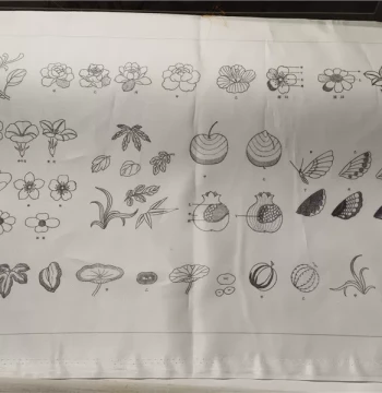 "Three Steps" Su Embroidery Stitch Technique Introductory Learning Material Kit Practical Appreciation Advanced Beginner to Improvement Recommendation
