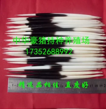 Farmed Porcupine Quills Selected Good Quality Toothpick Floating Bob Hairpin Tea Needle Selected Style Good Appearance Medicinal Grade