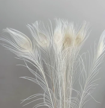 New Chinese Style White Peacock Feathers, Instagram-Style Home Decor, Christmas Ornaments, and Velvet Display Props for Shops