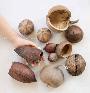 Imported Rare Dried Fruit Specimens Desktop Decor Collectible Items Forest-Style Plant Landscaping Creative Gifts