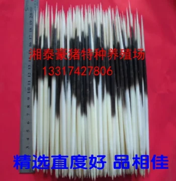 High-Quality Porcupine Quills for Toothpick Floats, Hairpins, Tea Picks, and Ancient Coin Cleaning Tools