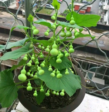 Mini Gourd Seeds for Bonsai: Small Ornamental Gourds for Courtyard and Balcony Vine Growing Across Four Seasons