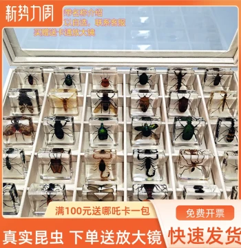 Real Small Animal Insect Resin Specimens: Scarab Beetle, Scorpion, Spider, Cicada, Beetle; Marine Prize Gift Box