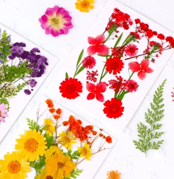 Preserved Flower DIY Pressed Flower Mixed Dried Flowers Leaves Pack Handmade Mother's Day Materials Pressed Flower Real Flower Plant Specimen