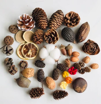 Pine Cone Wood Slice Leaves Dried Flowers Dried Fruits Combination Set Kindergarten Decor Small Ornaments Retro Photo Props