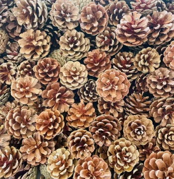 Free Shipping 100pcs Pinecone Decorations Handmade Pinecones Christmas Dried Flower Photo Props DIY Materials