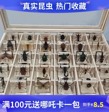 Science Lab Early Childhood Animal Specimens, Resin Insect Specimens with Real Bugs, Scorpion and Spider Storage Box with Gift Packaging