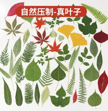 Real Leaf Collage Plant Specimen Green Leaf Set DIY Material Kit Leaf Pressed Flower Handmade Bookmark Dried Flowers