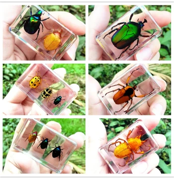 Real Insect Specimens in Transparent Resin, Creative Small Ornaments: Scorpion, Spider, Centipede, Beetle, for Kindergarten and Marine Animal Themes