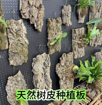 Natural Bark Mounting Board for Phalaenopsis Orchids, Staghorn Ferns, and Dendrobiums (Non-Portuguese Cork)