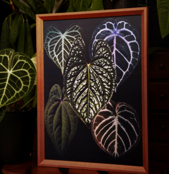 Shengye Creation Plant Atlas Original Lenticular Painting, Plant Decorative Art, Minimalist Birthday Gift Wall Hanging