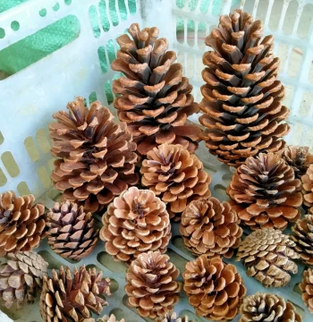 Natural Pinecones Christmas Decor Ornament Kindergarten Environment Creation Handmade DIY Materials Extra Large Pinecone Ball Dried Flowers