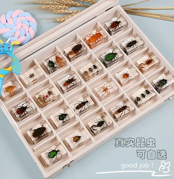 Real Insect Specimens in Resin - Marine Animals, Beetles, Scorpions, Crabs, Spiders for Kindergarten Education