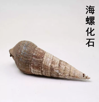 Conch Shell Fossil Raw Stone Gastropod Fossil Marine Snail Fossil from Madagascar Display Piece (Detailed Name Not Provided)