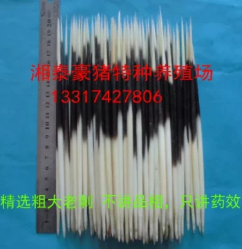 Medicinal Porcupine Quills Porcupine Bristles Arrow Pig Quills Medicinal Whole Quills Cleaned Complete Version