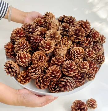 Natural Oil Pine Cones, 100 Pieces Mixed Sizes (Large, Medium, Small) for DIY Decoration, Pine Cone Art, Kindergarten Christmas Crafts