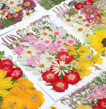 Pressed Flower DIY Kit with Plant Frame for Children's Craft Club Activities - Petal Art by Flower Affairs Unfinished