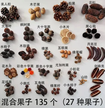 Natural Fruit Collection Including Acorns and Pinecones, 27 Varieties Totaling 135 Pieces, Ideal for Kindergarten Environment Creation, Photography Props, and DIY Handicrafts